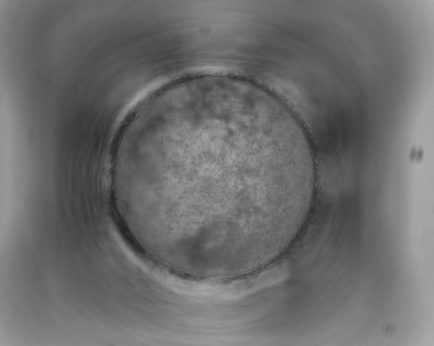 X0000091650016200709061008