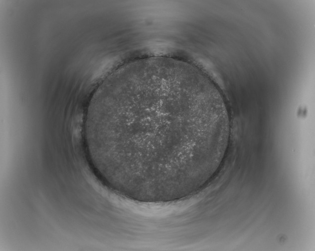 X0000091650018200709061008