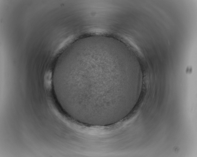 X0000091650024200709061008