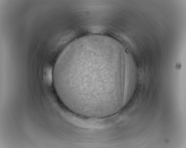 X0000091650028200709061008