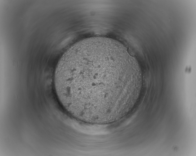 X0000091650032200709061008