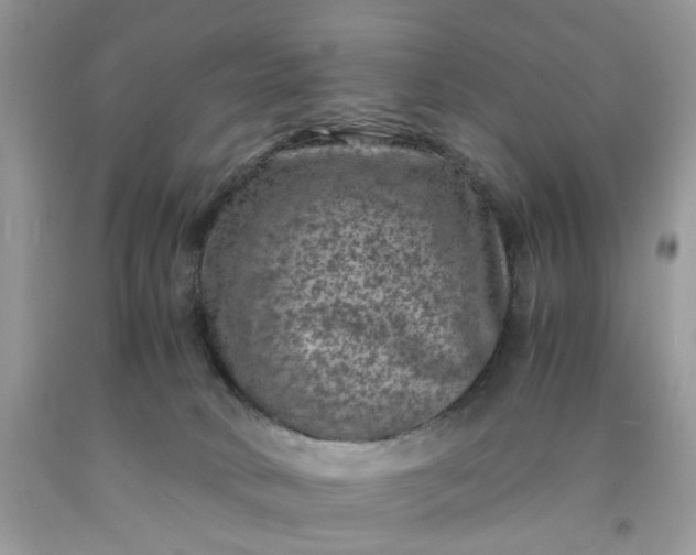 X0000091650034200709061008