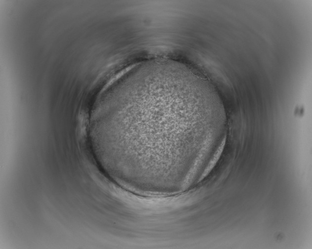 X0000091650038200709061008