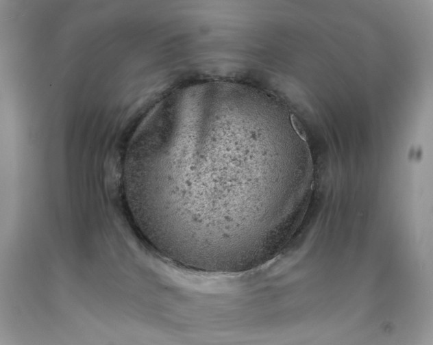 X0000091650040200709061008