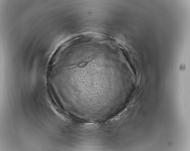 X0000091650050200709061008