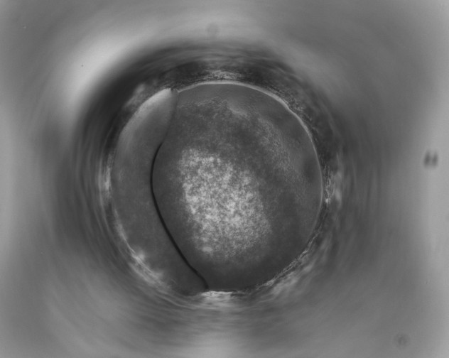 X0000091650052200709061008