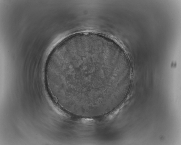 X0000091650055200709061008