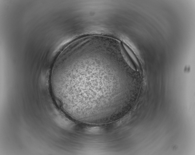 X0000091650058200709061008