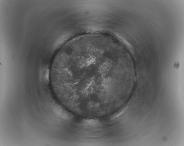 X0000091650067200709061008