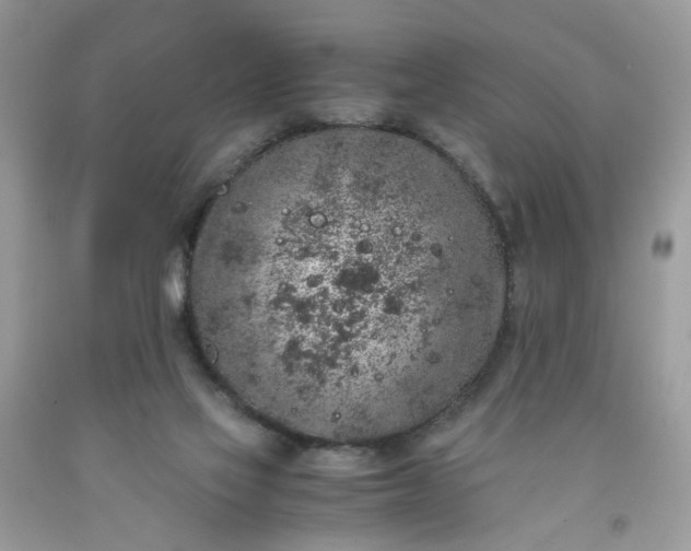 X0000091650069200709061008