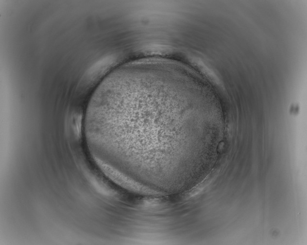 X0000091650070200709061008