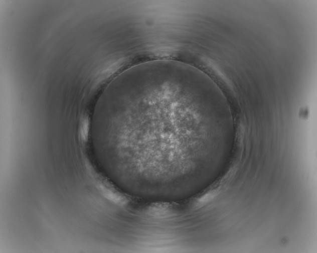 X0000091650076200709061008