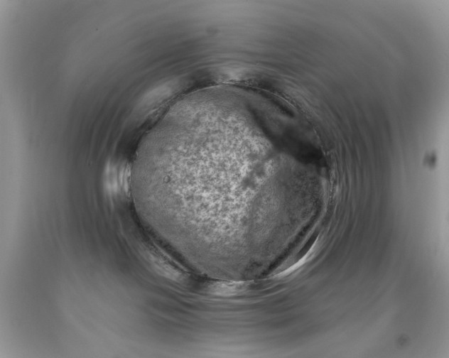 X0000091650094200709061008