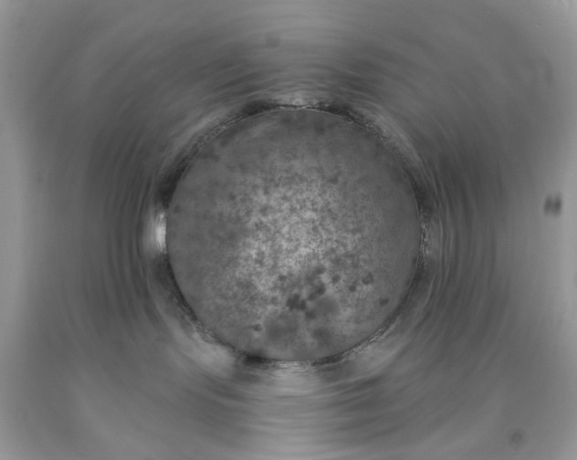 X0000091650095200709061008