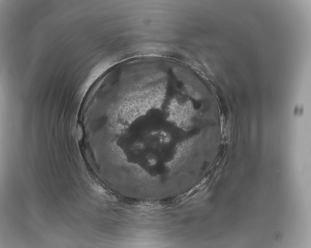 X0000091650099200709061007