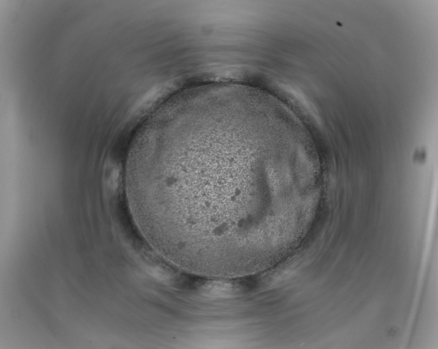 X0000091650123200709061007