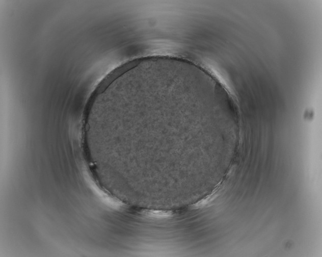 X0000091650156200709061006