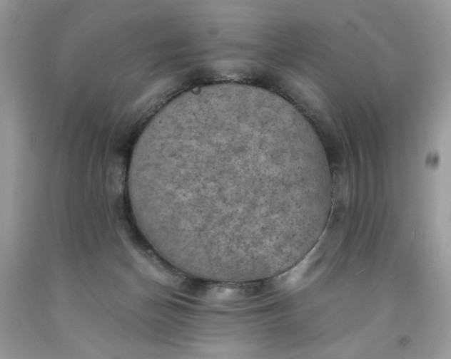 X0000091650174200709061007