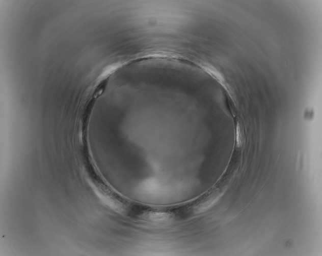 X0000091650205200709061006