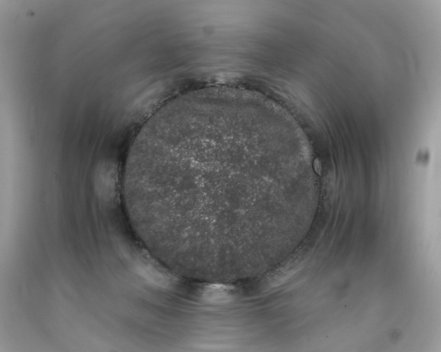 X0000091650222200709061006