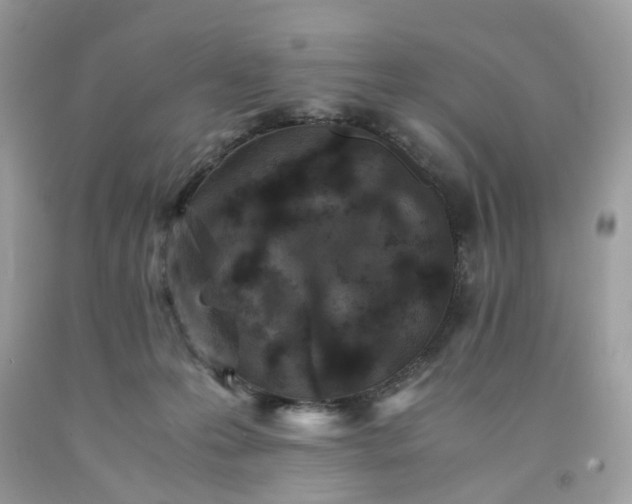 X0000091650223200709061006