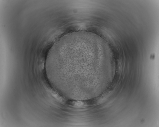 X0000091650230200709061005