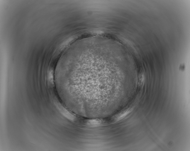 X0000091650238200709061005