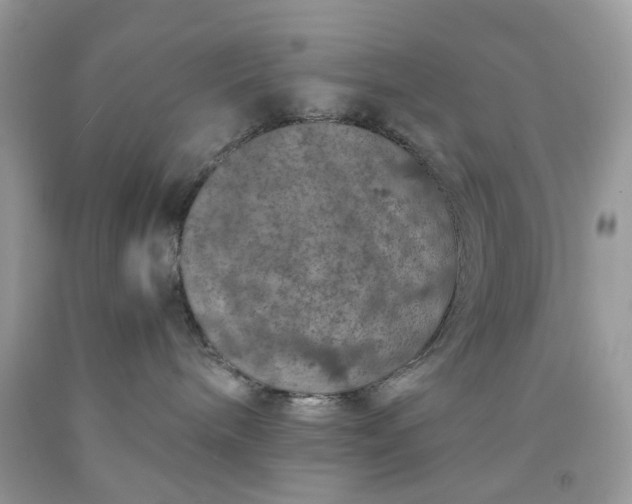 X0000091650240200709061005