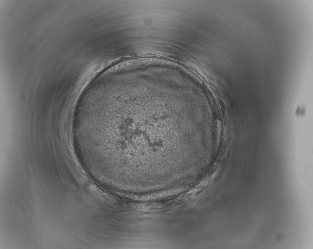 X0000091650241200709061005