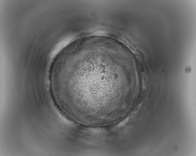 X0000091650245200709061005