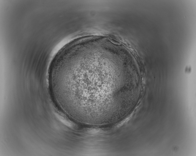 X0000091650246200709061005