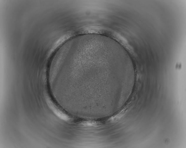 X0000091650250200709061005