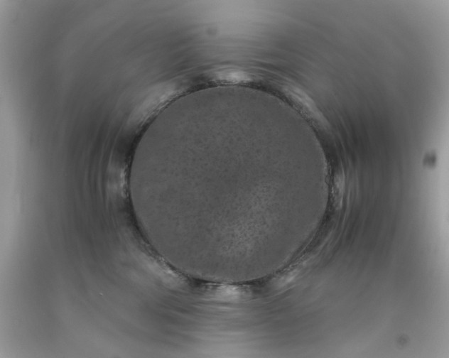 X0000091650330200709061004