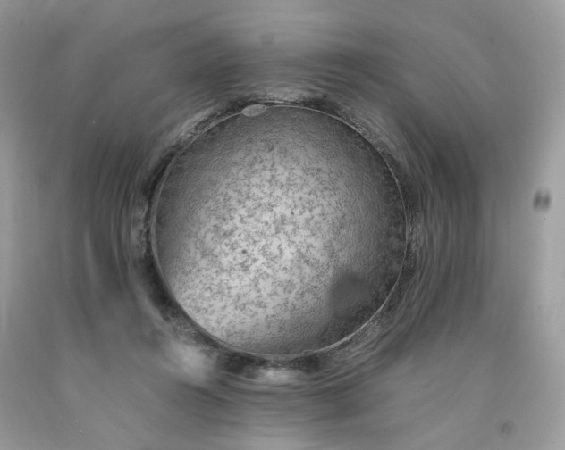 X0000091650360200709061004