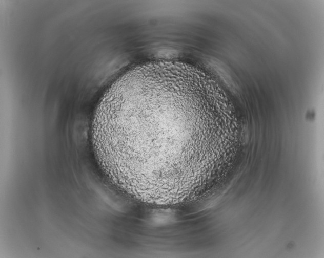 X0000091650363200709061004