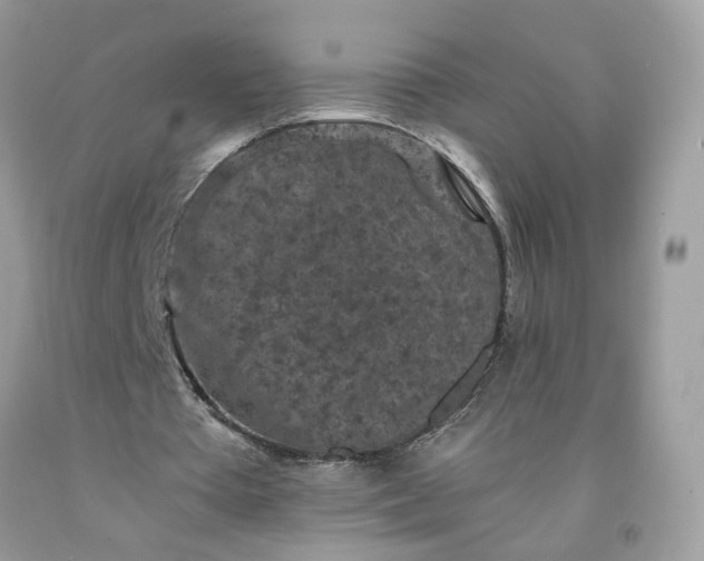 X0000091650385200709061003