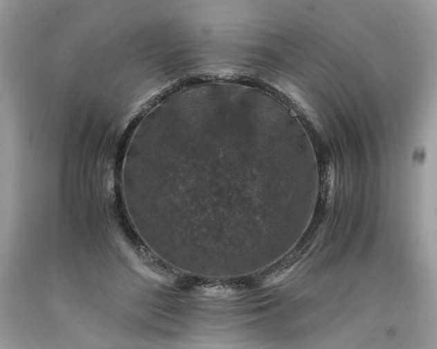 X0000091650500200709061002