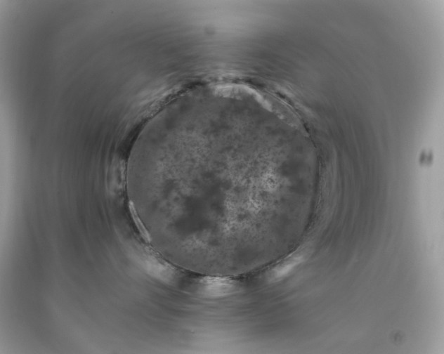 X0000091650528200709061001