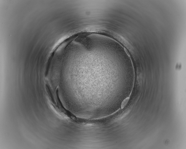 X0000091650530200709061001