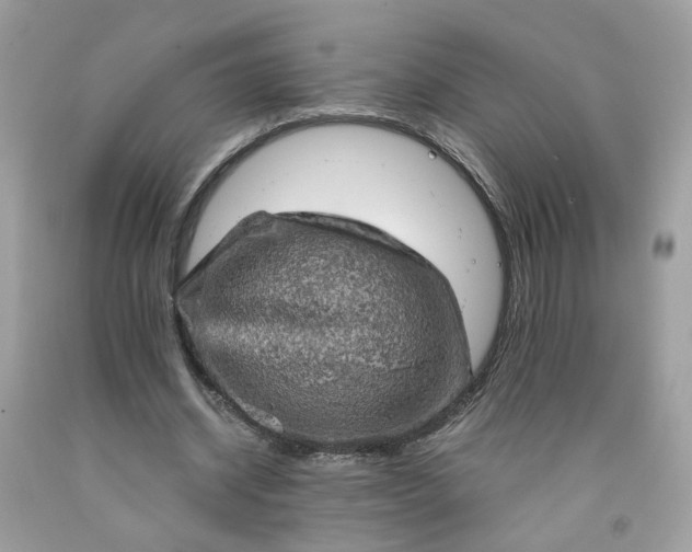 X0000091650534200709061001