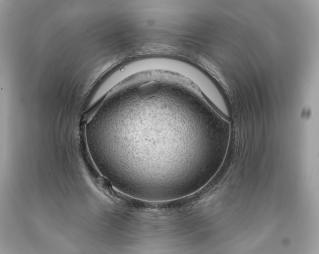 X0000091650538200709061001