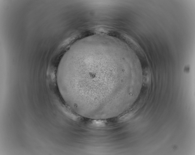 X0000091650573200709061001