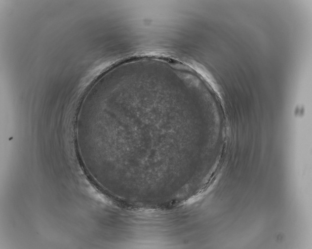 X0000091650577200709061001