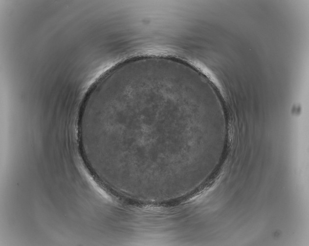 X0000091650581200709061001