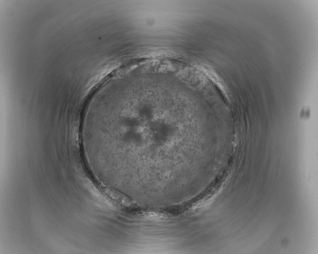 X0000091650585200709061001