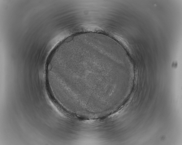 X0000091650630200709060959