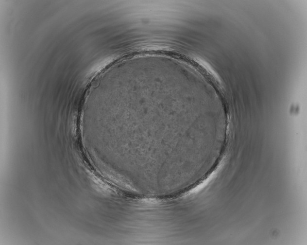 X0000091650777200709060958