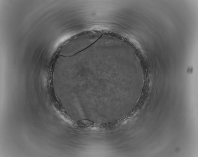 X0000091650920200709060956