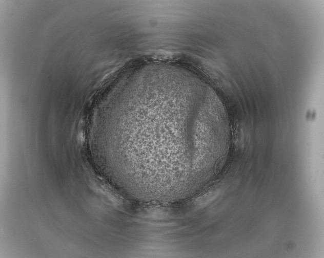 X0000091650962200709060955