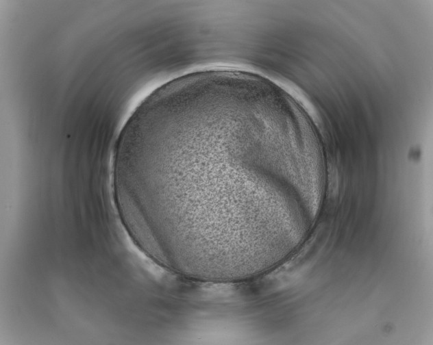 X0000091651006200709060955